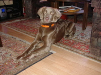 Perro`s 1