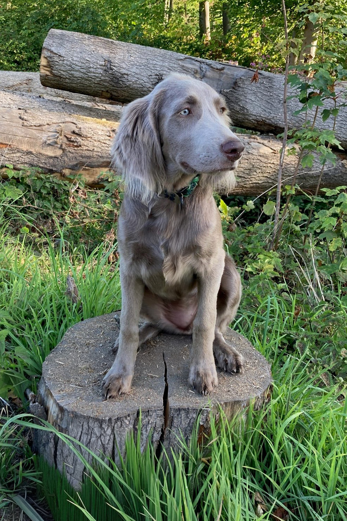 Gwindi II vom Fenriswolf